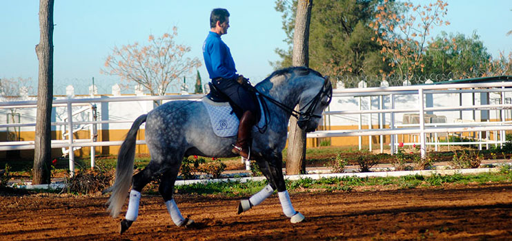 berquino campeon doma clasica jerez