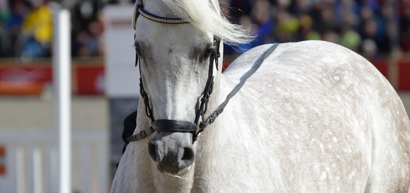 Publicadas las condiciones de selección para el Campeonato del Mundo de Caballos Jóvenes de Doma 2018