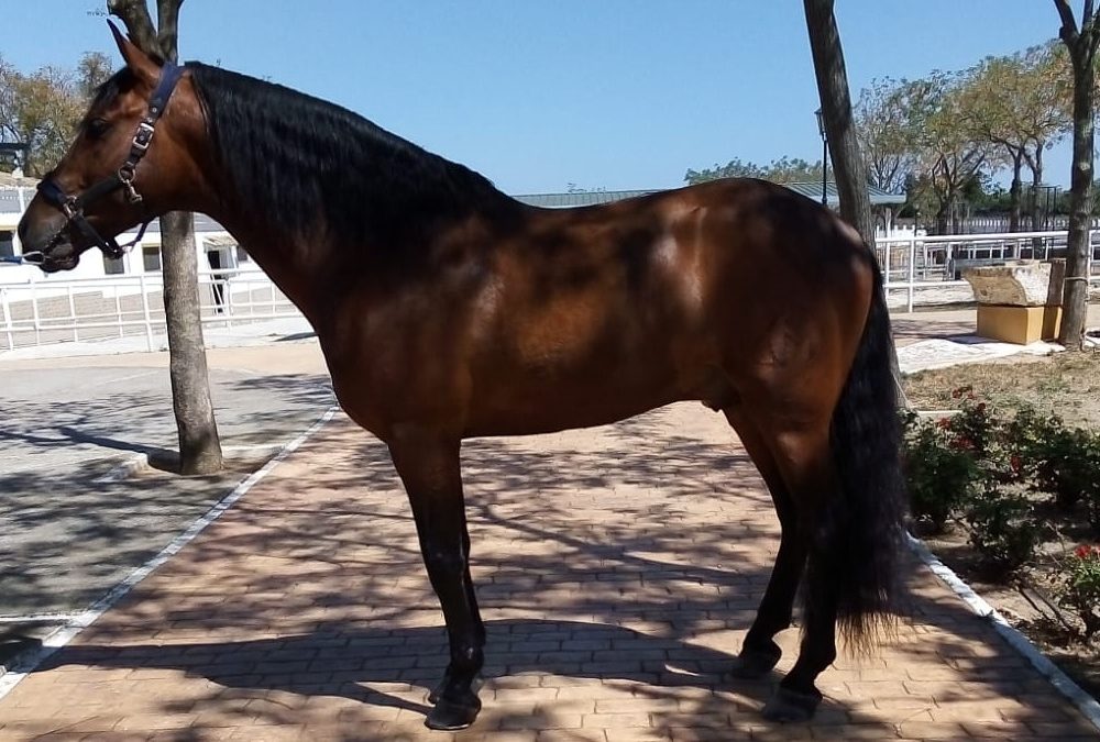 Serón, nuevo Campeón Absoluto de Mejores Movimientos en el morfológico y de Funcionalidad en Andecab