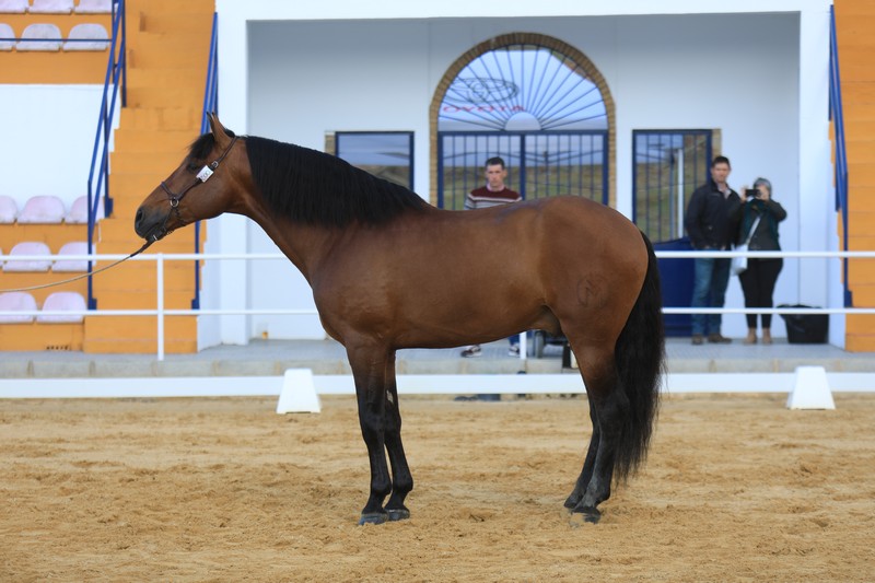 seron ganaderia morera y vallejo