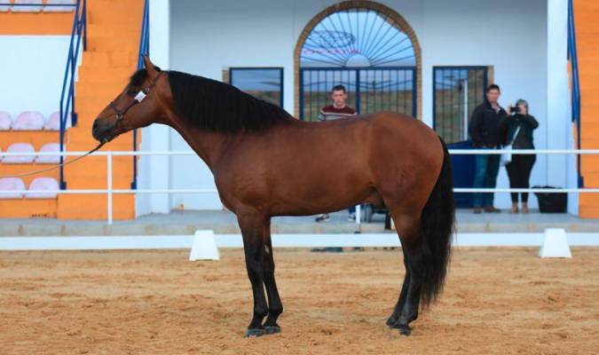 Serón, Campeón de la Copa Ciudad de Huelva de Doma Clásica