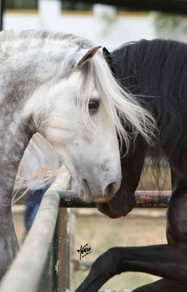 Presencia y compromiso con el sector ecuestre