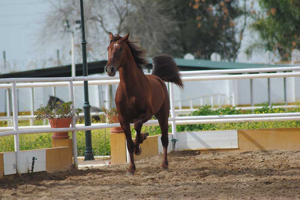 Serón-ficha-individual